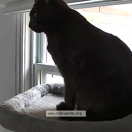 Photo 1/1 HERMIONE Chat perdu à Ville de quebec