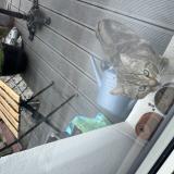 Photo de chat trouvé à Montreuil