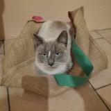 Photo de chat perdu à La Villeneuve Au Chatelot