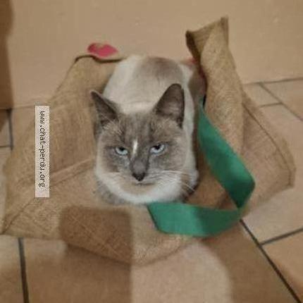 Photo 1/1 Gribouille Chat perdu à La villeneuve au chatelot