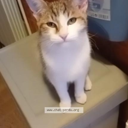 Photo 1/1 vicky Chat perdu à Nice