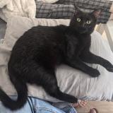 Photo de chat perdu à Malakoff