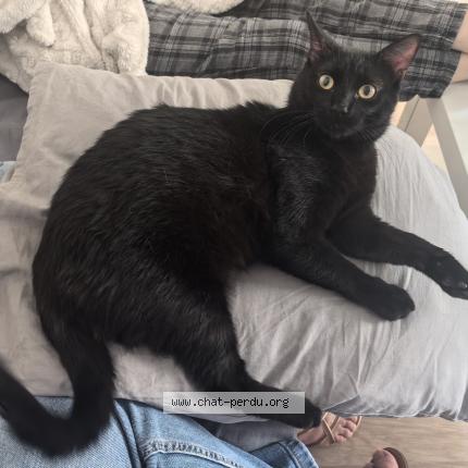 Photo 1/1 Chabada Chat perdu à Malakoff