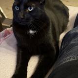 Photo de chat perdu à Marseille