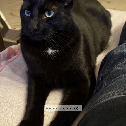 Photo 1/1 Baghera koda Chat perdu à Marseille