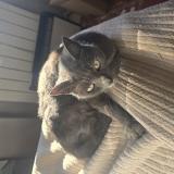 Photo de chat perdu à Nimes