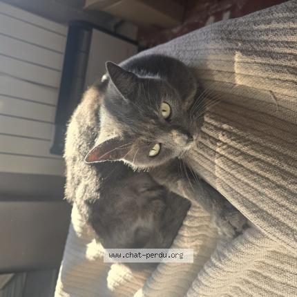 Photo 1/1 Pistache Chat perdu à Nimes