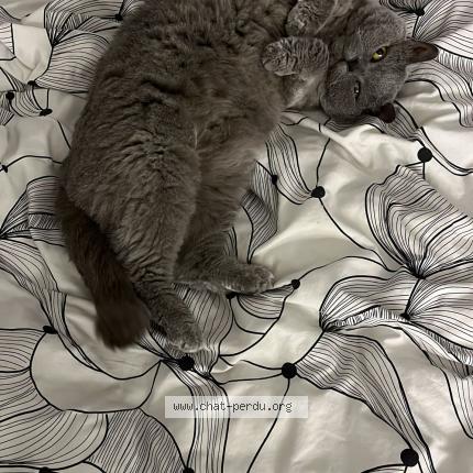 Photo 1/1 AOUDIA Neko Chat perdu à Garges les gonesse