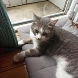 Photo de chat trouvé à Bordeaux