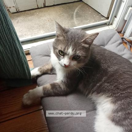 Photo 1/1 Chat trouvé Trouvé à Bordeaux