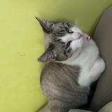 Photo de chat perdu à Eberbach