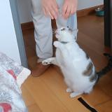 Photo de chat perdu à Pau