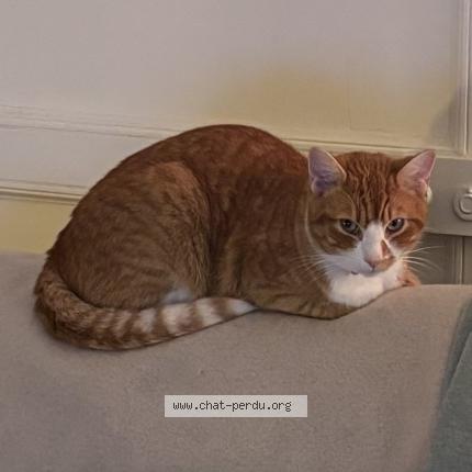 Photo 1/1 Chat retrouvé Perdu à Saint martin de seignanx