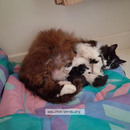 Photo 1/1 Chat trouvé Trouvé à Binic etables sur mer binic