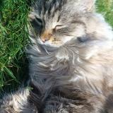 Photo de chat perdu à Saint Trojan Les Bains