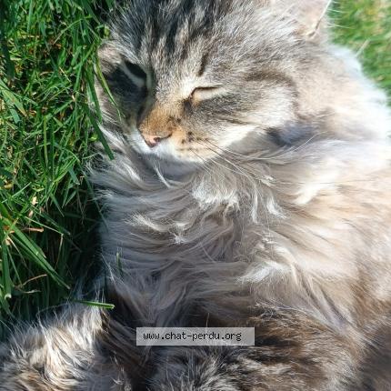 Photo 1/1 Tic Chat perdu à Saint trojan les bains