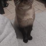 Photo de chat perdu à Perenchies