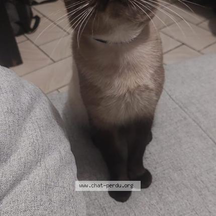 Photo 1/1 Muchmuch Chat perdu à Perenchies