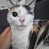 Photo de chat perdu à Lambersart