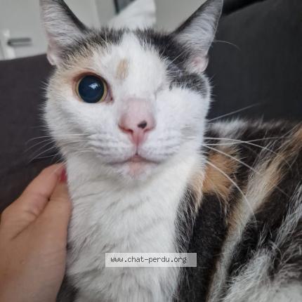 Photo 1/1 P&eacute;pite Chat perdu à Lambersart