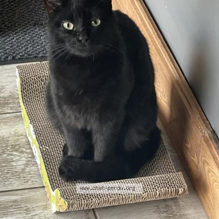 Photo 1/1 Blacky Chat perdu à Villaudric