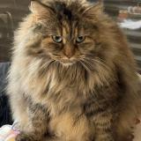 Photo de chat perdu à Saint Clement De Riviere