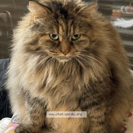 Photo 1/1 Iris Chat perdu à Saint clement de riviere