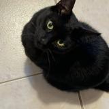 Photo de chat perdu à Saint Maur Des Fosses