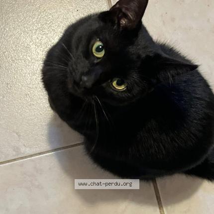 Photo 1/1 Stiko Chat perdu à Saint maur des fosses