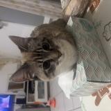 Photo de chat perdu à Fonsorbes