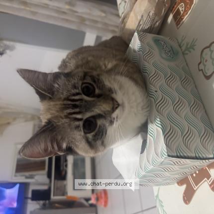 Photo 1/1 Leyna Chat perdu à Fonsorbes