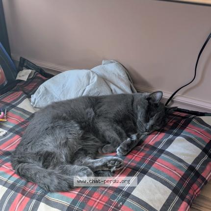 Photo 1/1 Clara Arnaudin Chat perdu à Saint jean sur richelieu