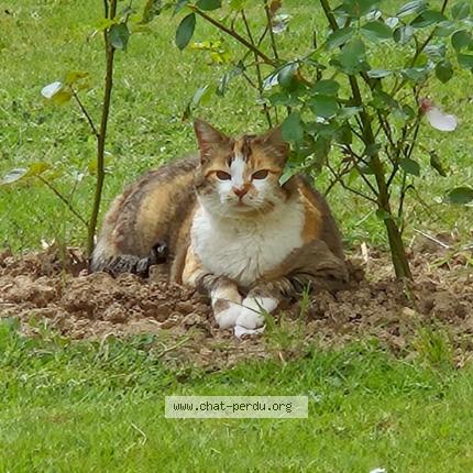 Photo 1/3 issia Chat perdu à Paimpont