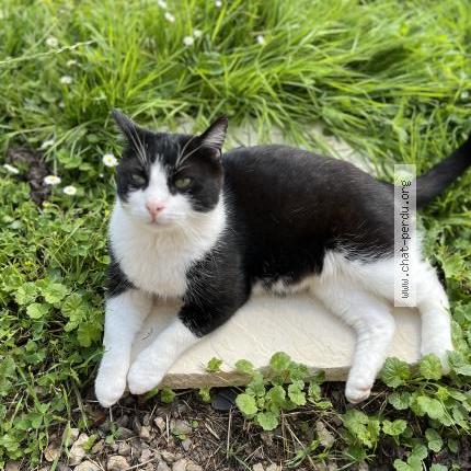 Photo 1/4 Felix Chat perdu à Bournainville faverolles