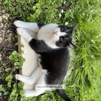 Photo 3/4 Felix Chat perdu à Bournainville faverolles