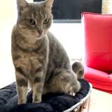 Photo de chat perdu à Le Beausset