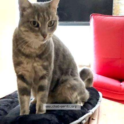 Photo 1/1 Myrtille Chat perdu à Le beausset