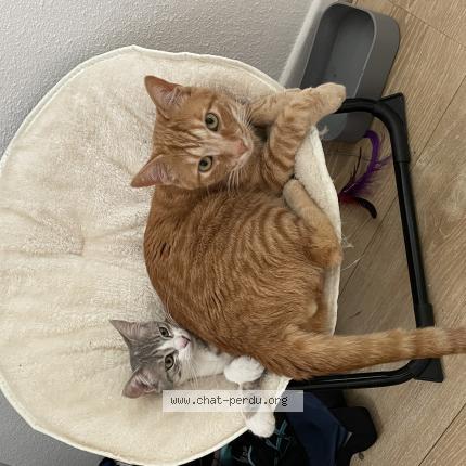 Photo 1/1 Kuma Chat perdu à Le monastere