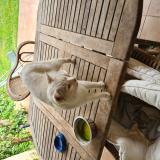 Photo de chat trouvé à Eyguieres