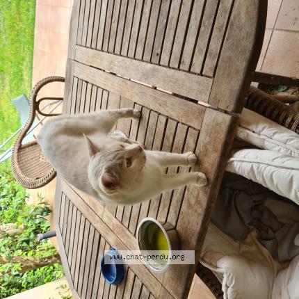 Photo 1/1 Chat trouvé Trouvé à Eyguieres