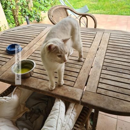 Photo 1/1 Chat trouvé Trouvé à Eyguieres