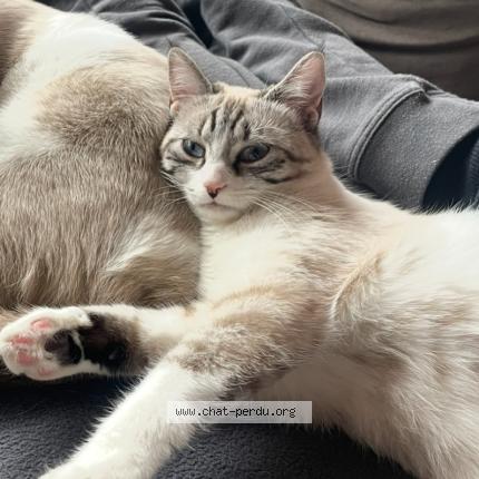 Photo 1/1 Kira Chat perdu à Bonneville