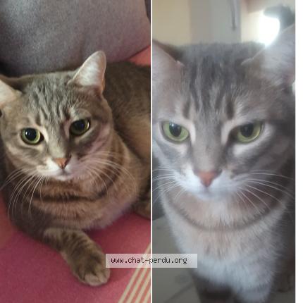 Photo 1/1 mimi Chat perdu à Tournon sur rhone