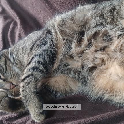 Photo 1/1 Sami Chat perdu à La bouexiere