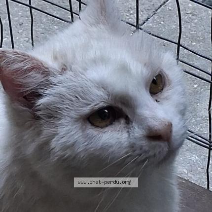 Photo 1/1 Chat trouvé Trouvé à St pierre la palud