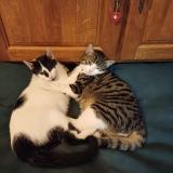 Photo de chat perdu à Stonne