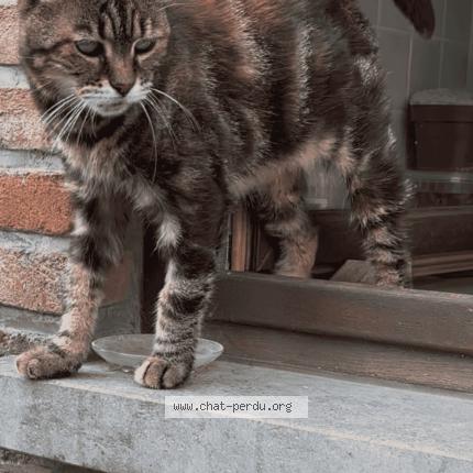 Photo 2/3 Toutoune Chat perdu à Silly thoricourt