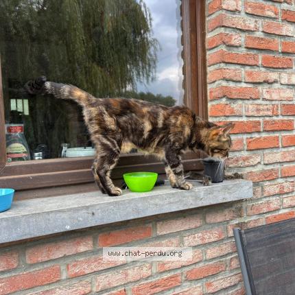 Photo 3/3 Toutoune Chat perdu à Silly thoricourt