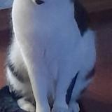 Photo de chat perdu à Sint Jans Molenbeek