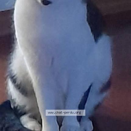 Photo 1/1 Tornado Chat perdu à Sint jans molenbeek